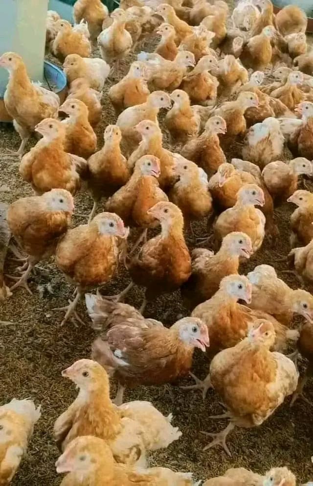 Chick