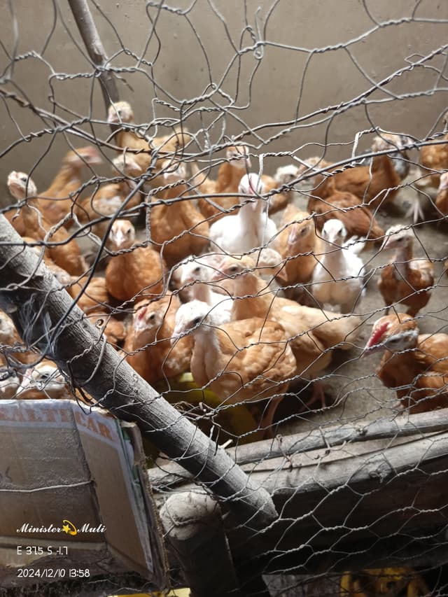 Improved Kienyeji Chicks, Sasso F1