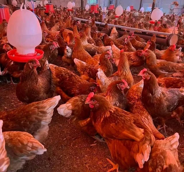 Chicken